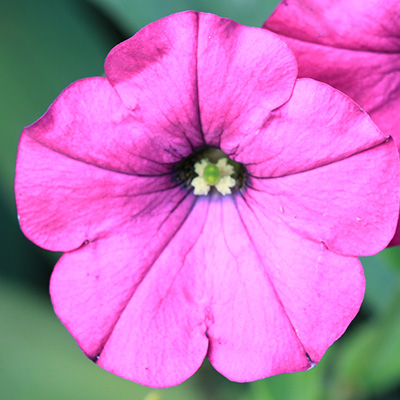 hangpetunia Surfinia® (Petunia-x-atkinsiana-Surfinia®-Sumo-Rose-(Sunbui-Mirekui)