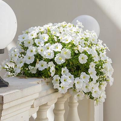 hangpetunia Surfinia® (Petunia-x-atkinsiana-Surfinia®-Table-White-(Keiwhiyos)