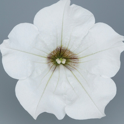 hangpetunia Surfinia® (Petunia-x-atkinsiana-Surfinia®-White-(Kesupite)