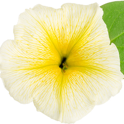 hangpetunia Surfinia<sup>®</sup> (Petunia-x-atkinsiana-Surfinia<sup>®</sup>-Yellow-(Sunsurf-Kitatsu)