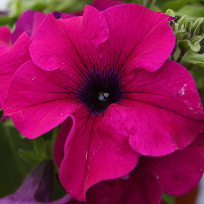 hangpetunia Surfinia® (Petunia-x-atkinsiana-Surfinia®-Deep-Purple-(Sunsurf-Depausa)