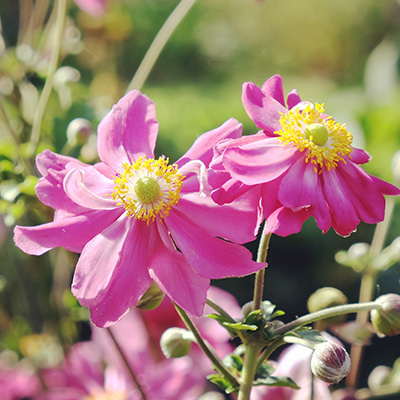 Japanse anemone-(Anemone-hupehensis-Prinz-Heinrich)