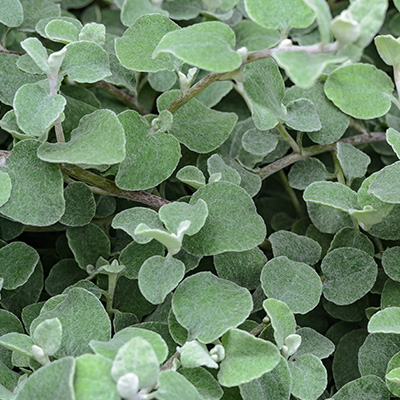 hottentotskooigoed (Helichrysum-petiolare-Silver)