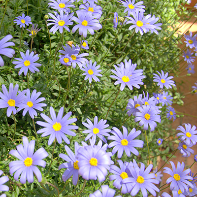 ijsvogelmadeliefje - blauw madeliefje (Felicia-amelloides-Felicitara-Blue)