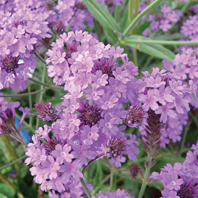 ijzerhard (Verbena-rigida-Venosa)