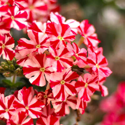 ijzerhard (Verbena-x-peruviana-Samira®-Deep-Red-Star)