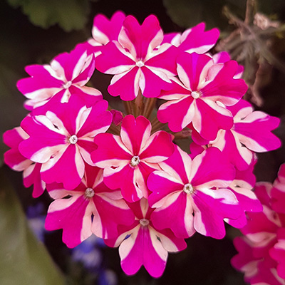 ijzerhard (Verbena-x-peruviana-Samira<sup>®</sup>-Rose-Star)