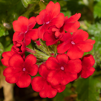 ijzerhard (Verbena-x-peruviana-Samira®-Scarlet)