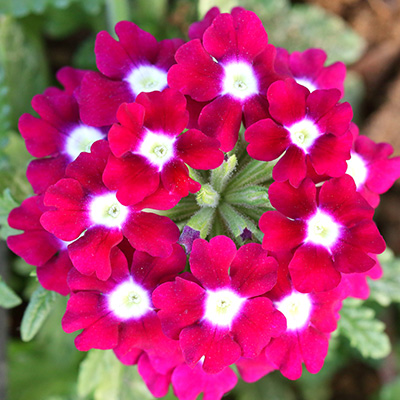 ijzerhard (Verbena-x-peruviana-Samira<sup>®</sup>-Up-Cherry-Eye)