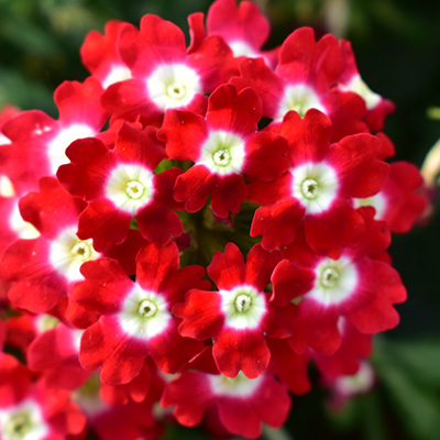 ijzerhard (Verbena-x-peruviana-Samira<sup>®</sup>-Up-Scarlet-Eye)