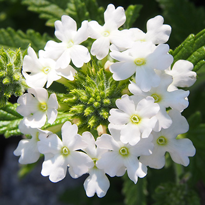 ijzerhard (Verbena-x-peruviana-Samira®-White)