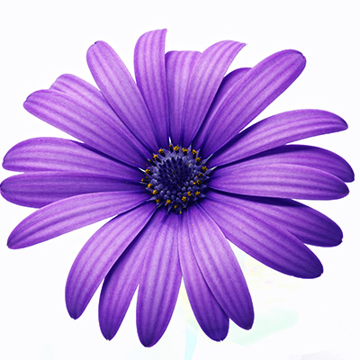 kaapse margriet (Osteospermum-ecklonis-Erato®-Compact-Blue)