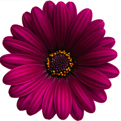 kaapse margriet Osteospermum-ecklonis-Erato®-Compact-Deep-Purple)