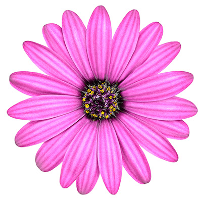 kaapse margriet Osteospermum-ecklonis-Erato<sup>®</sup>-Compact-Pink)