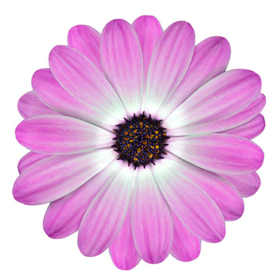 kaapse margriet (Osteospermum-ecklonis-Erato®-Compact-Rose-Bicolor)