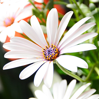 kaapse margriet (Osteospermum-ecklonis-Erato®-Compact-White)