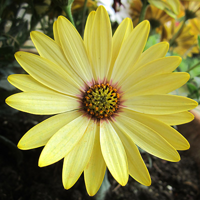 kaapse margriet (Osteospermum-ecklonis-Erato<sup>®</sup>-Compact-Yellow)