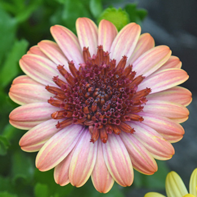 kaapse margriet (Osteospermum-ecklonis-Erato<sup>®</sup>-Double-Orange-Center)