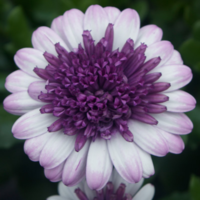 kaapse margriet (Osteospermum-ecklonis-Erato®-Double-Rose)