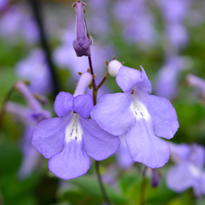 kaapse primula (Streptocarpus-saxorum-Santiago)