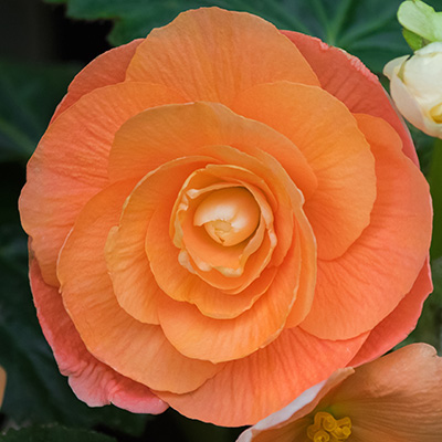 knolbegonia (Begonia-x-tuberhybrida-Nonstop<sup>®</sup>-F1-Orange)