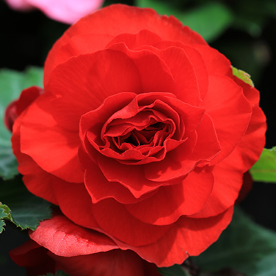 knolbegonia (Begonia-x-tuberhybrida-Nonstop®-F1-Red)