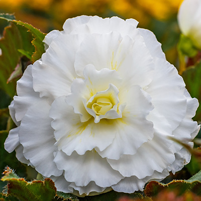 knolbegonia (Begonia-x-tuberhybrida-Nonstop®-F1-White)