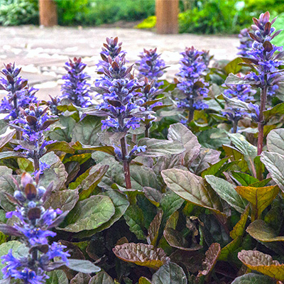 kruipend-zennegroen-(Ajuga-reptans-Atropurpurea)