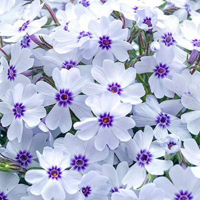 kruipphlox-(Phlox-subulata-Pharao-Blue-Eye)