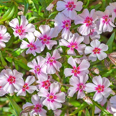 kruipphlox-(Phlox-subulata-Pharao-Red-Eye)