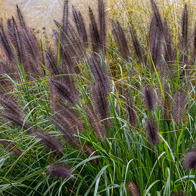 lampenpoetersgras (Pennisetum-alopecuroides-Moudry)