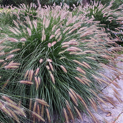 lampenpoetsergras (Pennisetum-alopecuroides-Hameln)