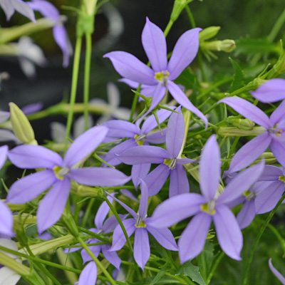 laurentia (isotoma-axillaris-Laurita-Blue)