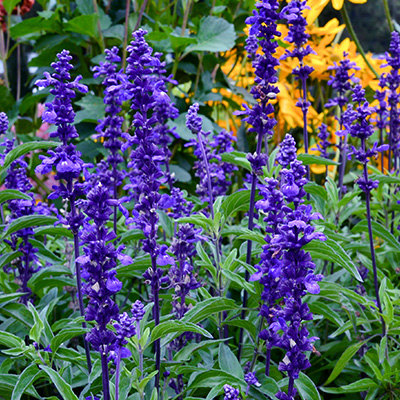 meelsalie (Salvia-farinacea-Farina®-Blue)