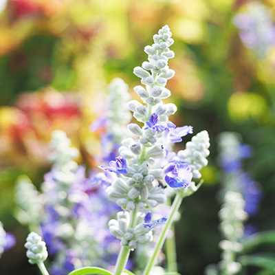 meelsalie (Salvia-farinacea-Farina®-Silver-Blue)