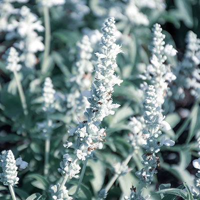 meelsalie (Salvia-farinacea-Farina®-White)