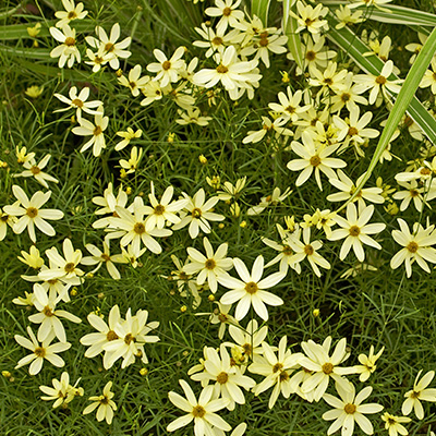 meisjesogen-(Coreopsis-verticillata-Buttermilk)