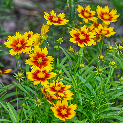 meisjesogen-(Coreopsis-verticillata-Corleone-Red-&-Yellow)