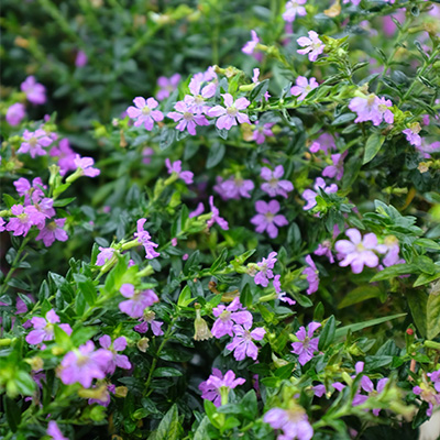 mexicaanse heide (Cuphea-hyssopifolia-Myrto-Pink)