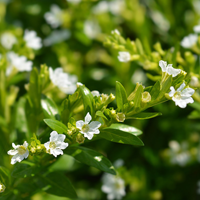 mexicaanse heide (Cuphea-hyssopifolia-Myrto-White)