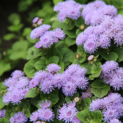 mexicaantje-(Ageratum-houstonianum-Ariella<sup>®</sup>-Blue)