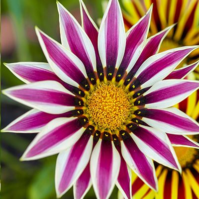 middaggoud (Gazania-x-rigens-Impressa®-F1-White-Flame)