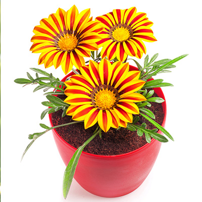 middaggoud (Gazania-x-rigens-Impressa<sup>®</sup>-F1-Yellow-Flame)