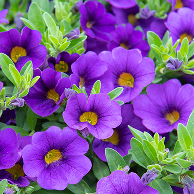 mini- petunia (Calibrachoa-cultivars-Calita<sup>®</sup>-Compact-Dark-Blue)