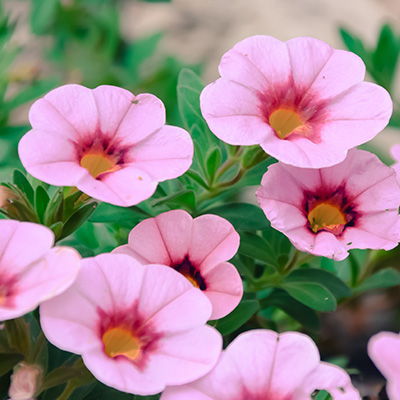 mini-petunia (Calibrachoa-cultivars-Calita<sup>®</sup>-Compact-Pink-Red-Eye)