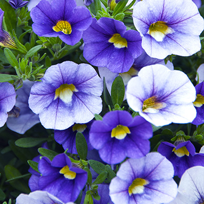 mini-petunia (Calibrachoa-cultivars-Calita<sup>®</sup>-Compact-Sky-Blue)