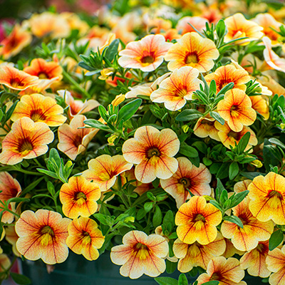 mini-petunia (Calibrachoa-cultivars-Calita<sup>®</sup>-Compact-Tigereye)