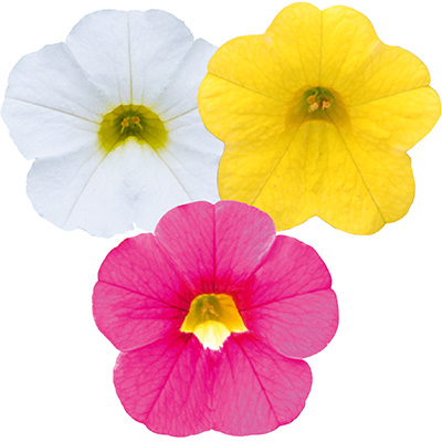 mini-petunia 3 in 1 (Calibrachoa-cultivars-Calita<sup>®</sup>-Compact-Trio-Gold-Rose-White)