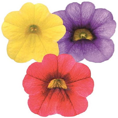 mini-petunia 3 in 1 (Calibrachoa-cultivars-Calita<sup>®</sup>-Compact-Trio-Gold-Scarlet-Red-Eye-Dark-Blue)