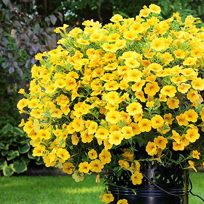 mini-petunia (Calibrachoa-cultivars-Calita<sup>®</sup>-Deep-Yellow)